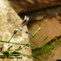 Andrographis paniculata (Burm.f.) Nees